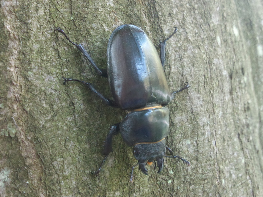 Lucanus cervus - nagy szarvasbogár