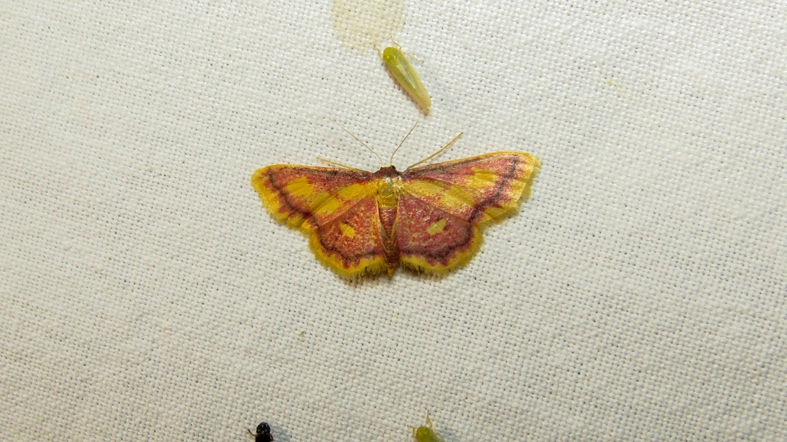 Idaea muricata - mocsári pirosaraszoló