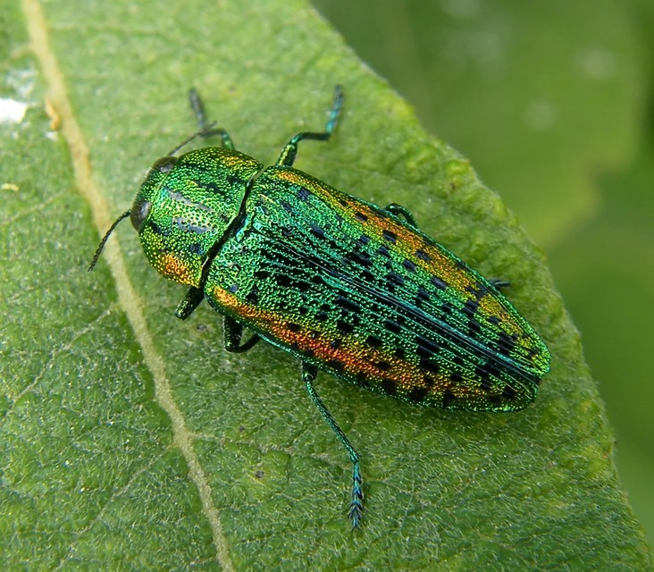 Lamprodila decipiens - nyírfa-tarkadíszbogár Lamprodila decipiens - nyírfa-tarkadíszbogár
