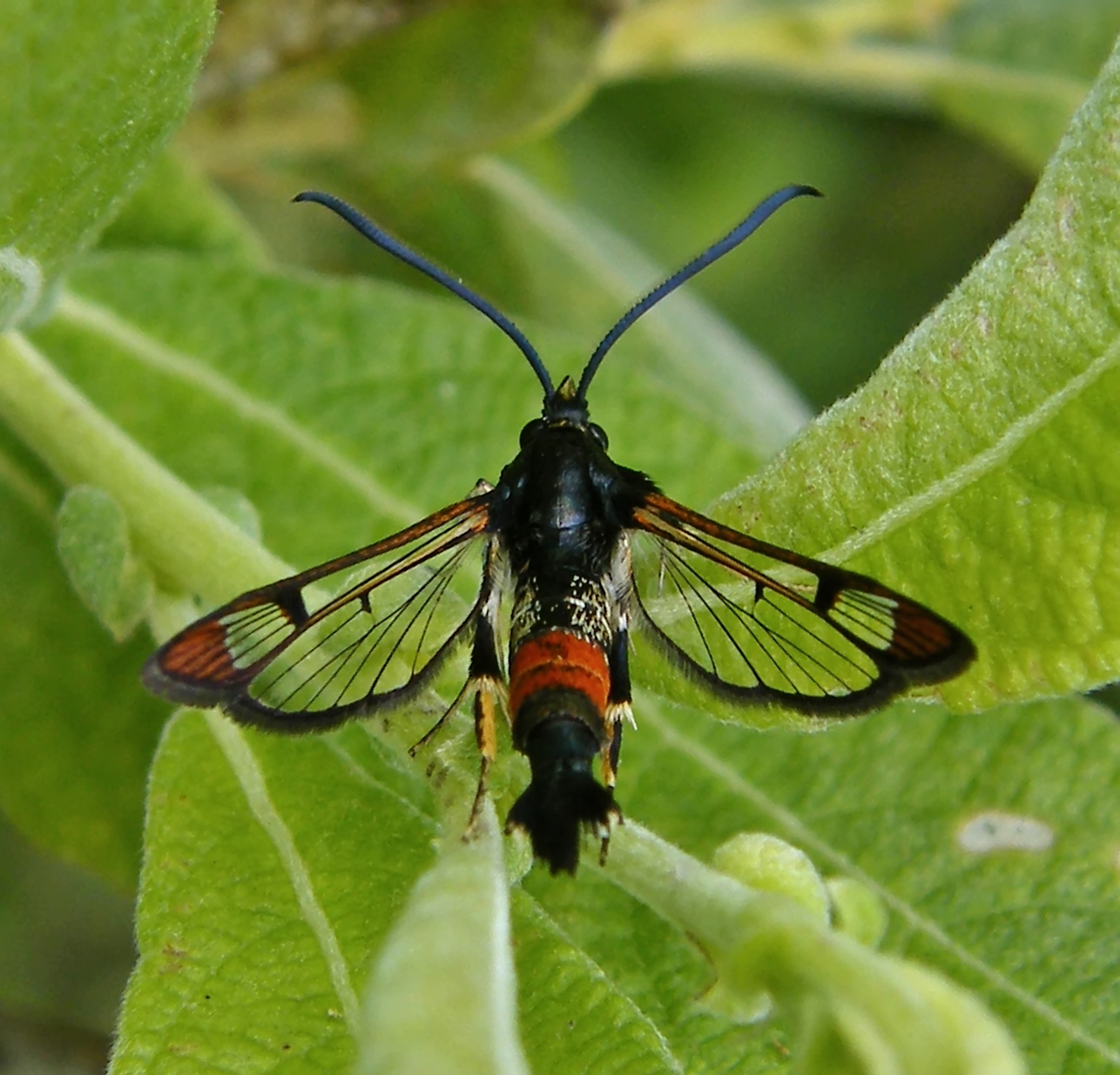 Synanthedon formicaeformis - hangyaszitkár