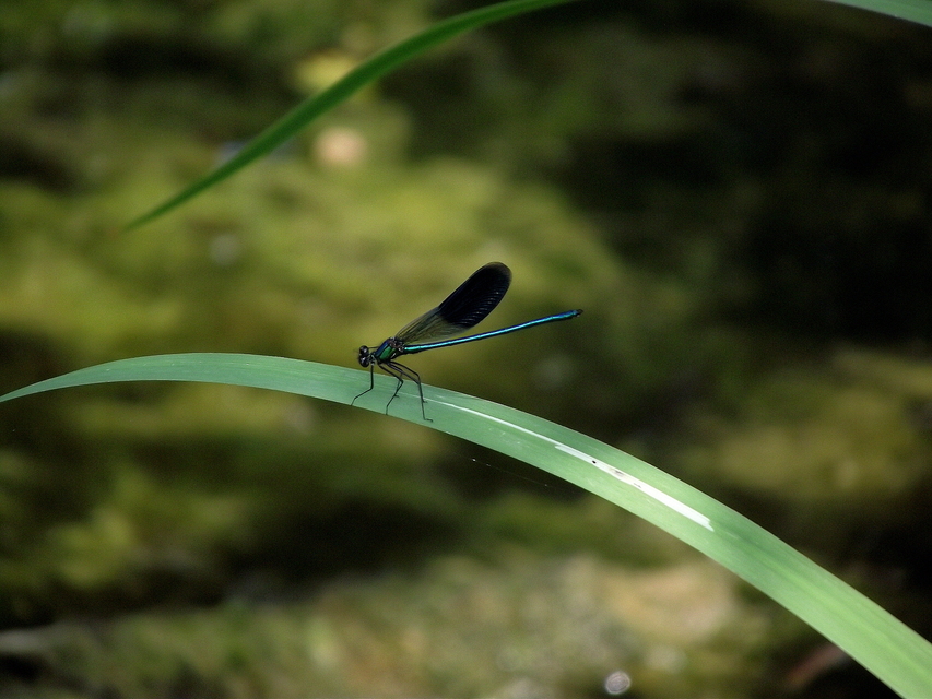 Calopteryx splendens - sávos szitakötő