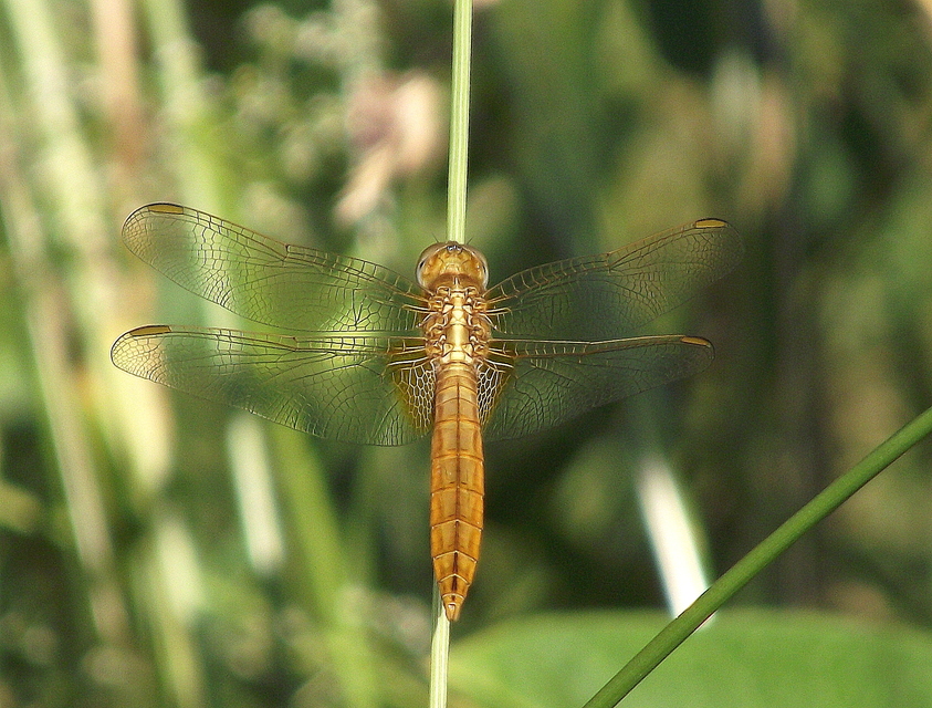 Crocothemis erythraea - skarlát szitakötő