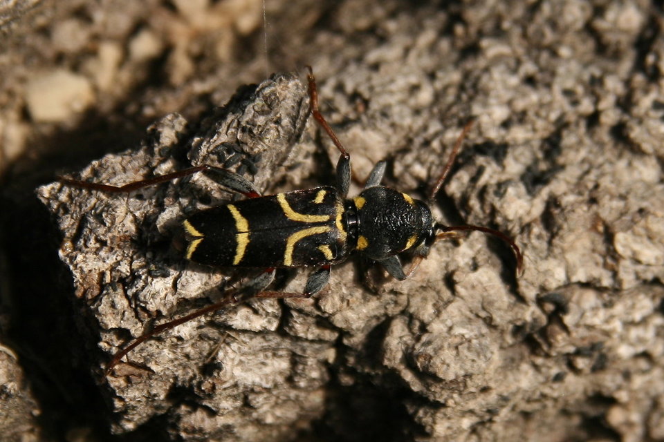 Xylotrechus antilope - fürge darázscincér