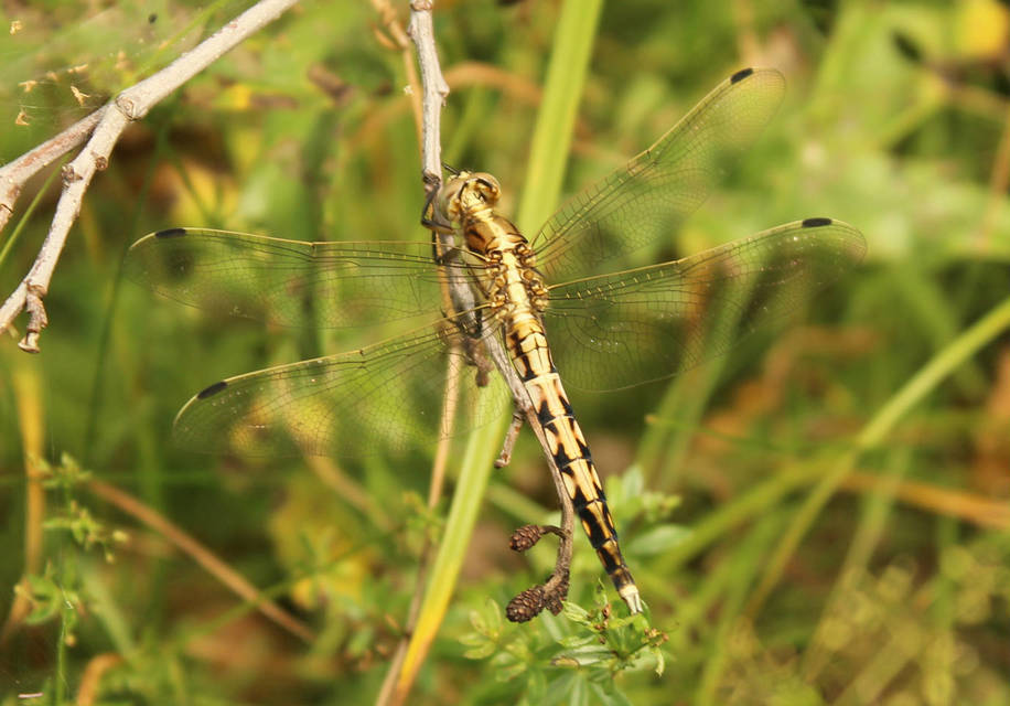 Orthetrum albistylum - fehérfarkú pásztorszitakötő