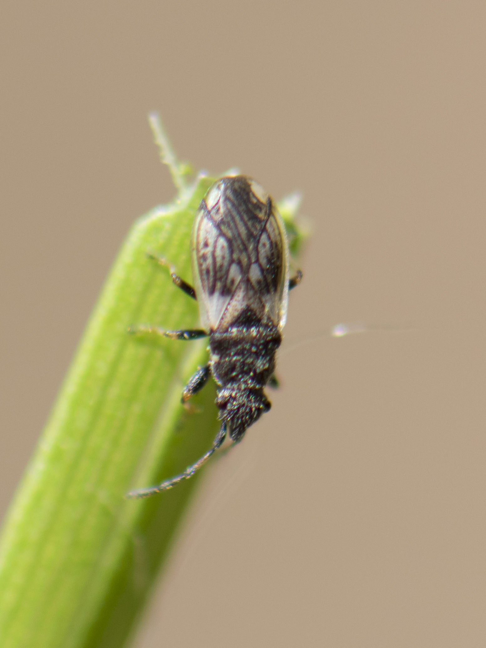 Macroplax preyssleri - fekete bodobács
