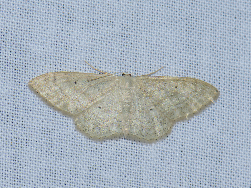Idaea deversaria - egyszínű sávosaraszoló