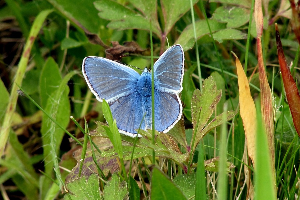 Polyommatus icarus - közönséges boglárka