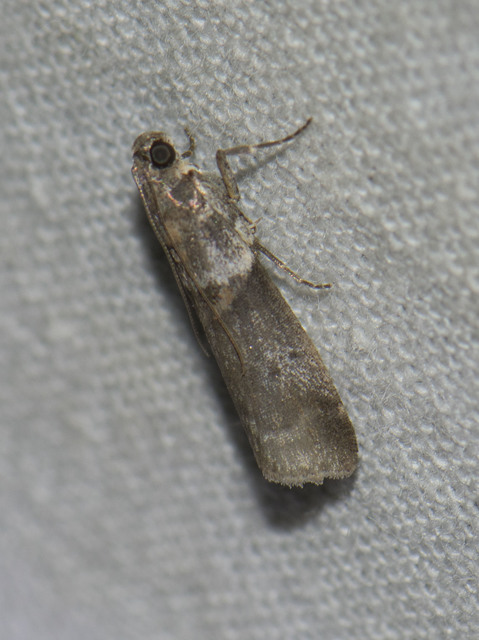 Pyralidae - fényiloncák