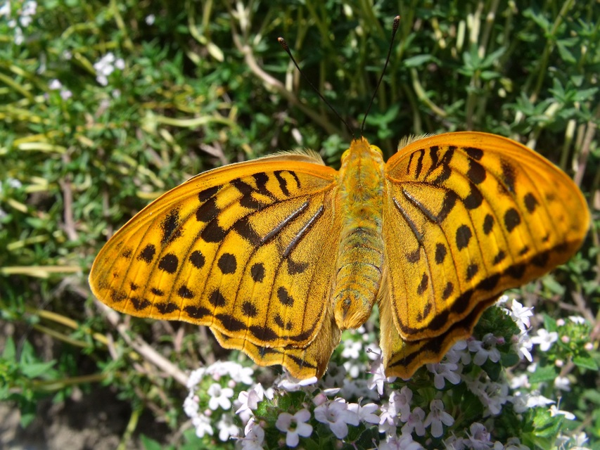 Argynnis pandora - zöldes gyöngyházlepke