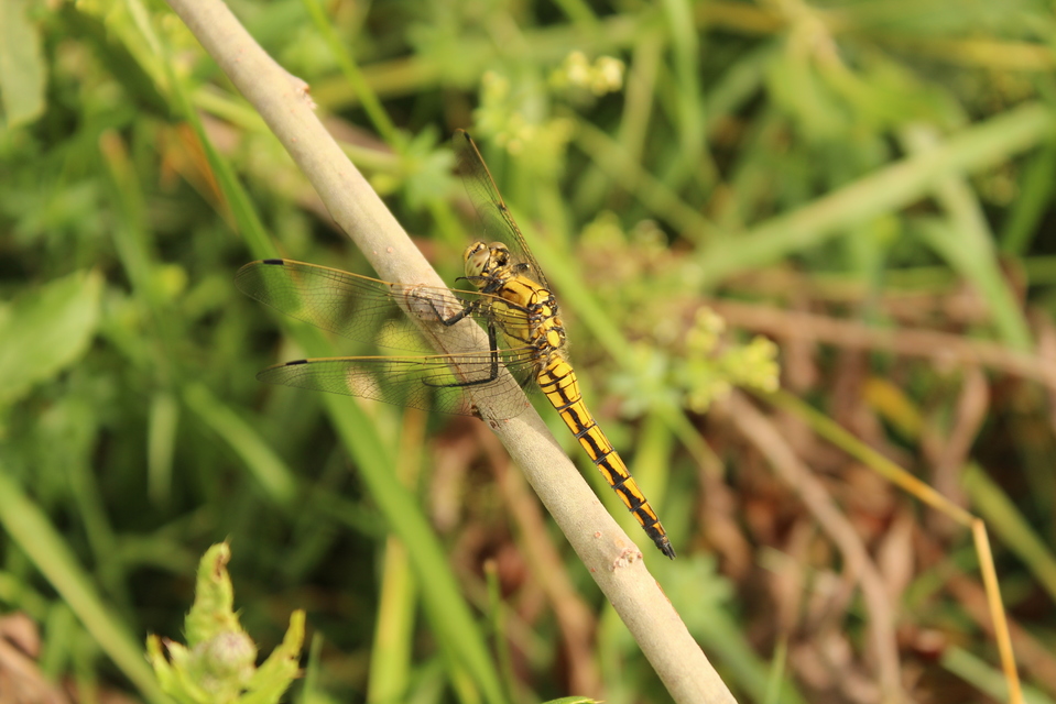 Orthetrum cancellatum - feketefarkú pásztorszitakötő