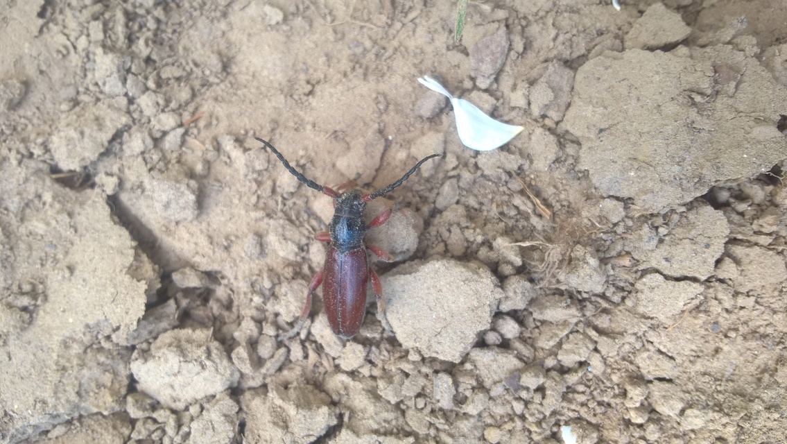 Dorcadion fulvum - barna gyalogcincér