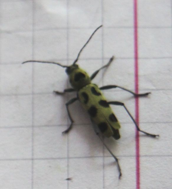 Chlorophorus herbstii - foltos darázscincér