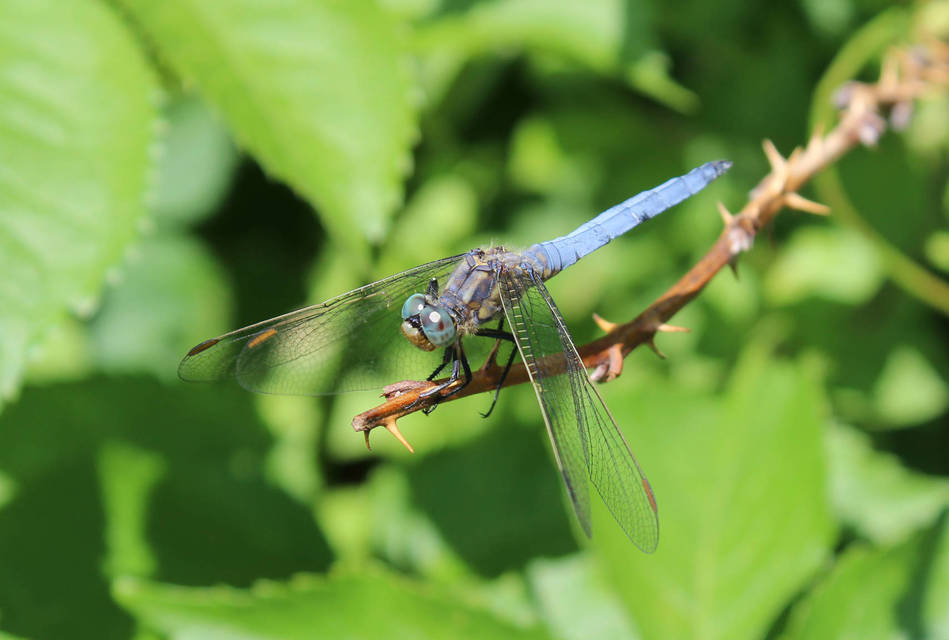 Orthetrum coerulescens - karcsú pásztorszitakötő