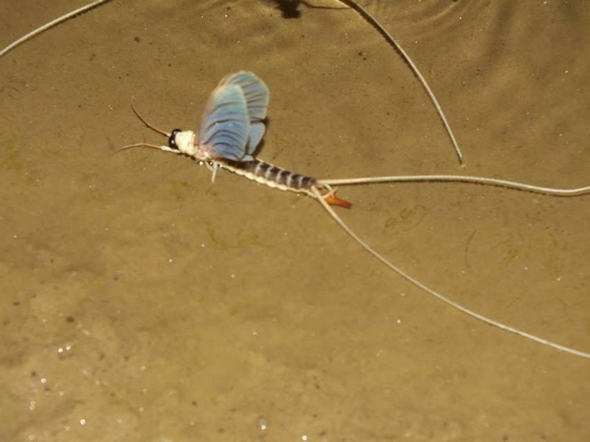 Palingenia longicauda - tiszavirág