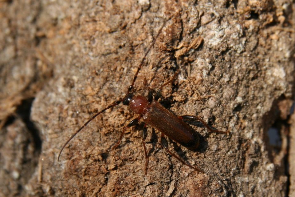 Phymatodes testaceus - változékony korongcincér