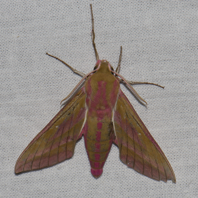 Deilephila elpenor - szőlőszender