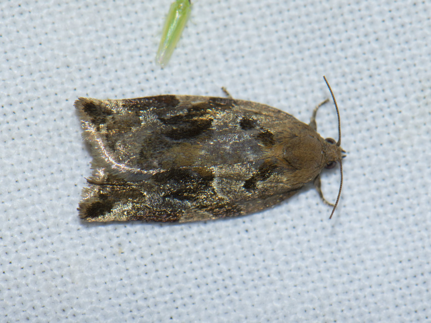 Archips xylosteana - kökényszövő sodrómoly