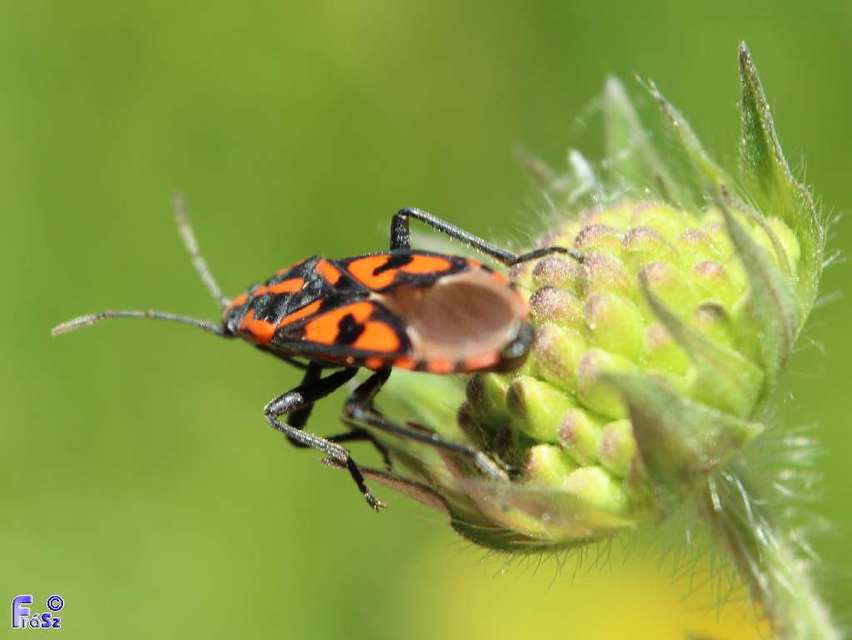 Spilostethus saxatilis - virágbodobács