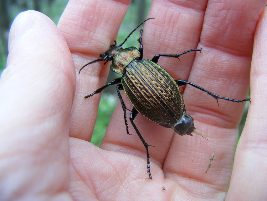 Carabus ulrichii - rezes futrinka Carabus ulrichii - rezes futrinka