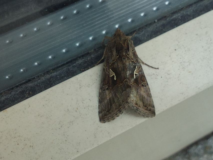 Autographa gamma - gammalepke