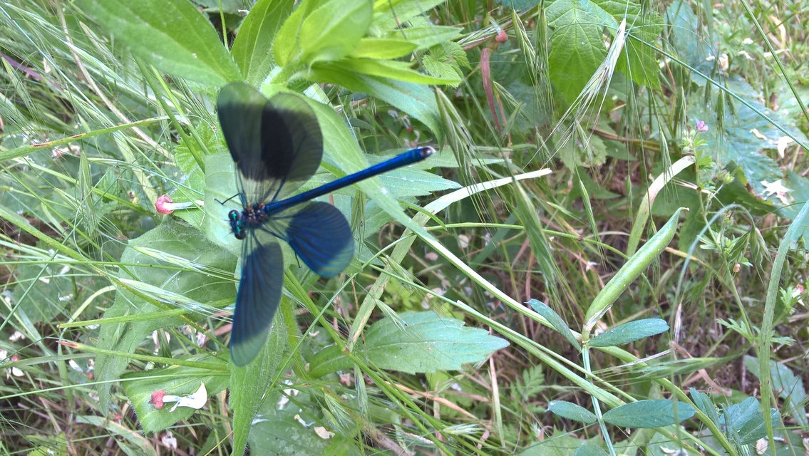 Calopteryx splendens - sávos szitakötő