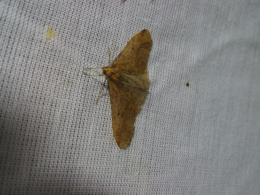 Erannis defoliaria - nagy téliaraszoló