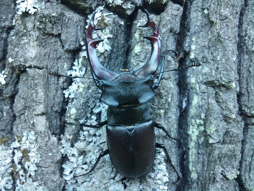 Lucanus cervus - nagy szarvasbogár