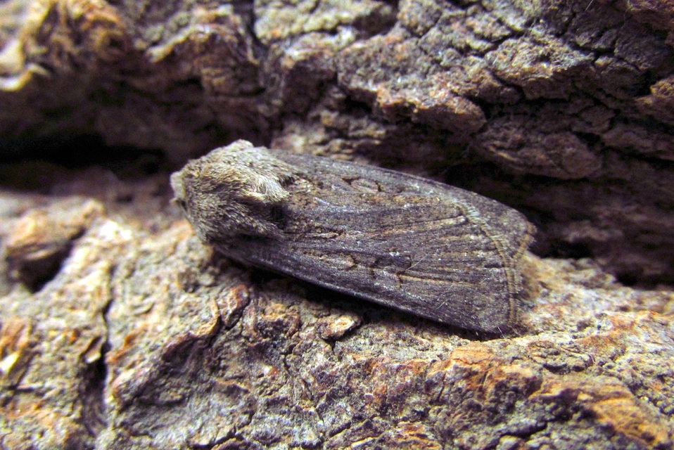 Agrotis segetum - vetési földibagoly