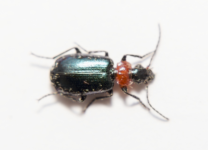 Lebia cyanocephala - pompás cserjefutó