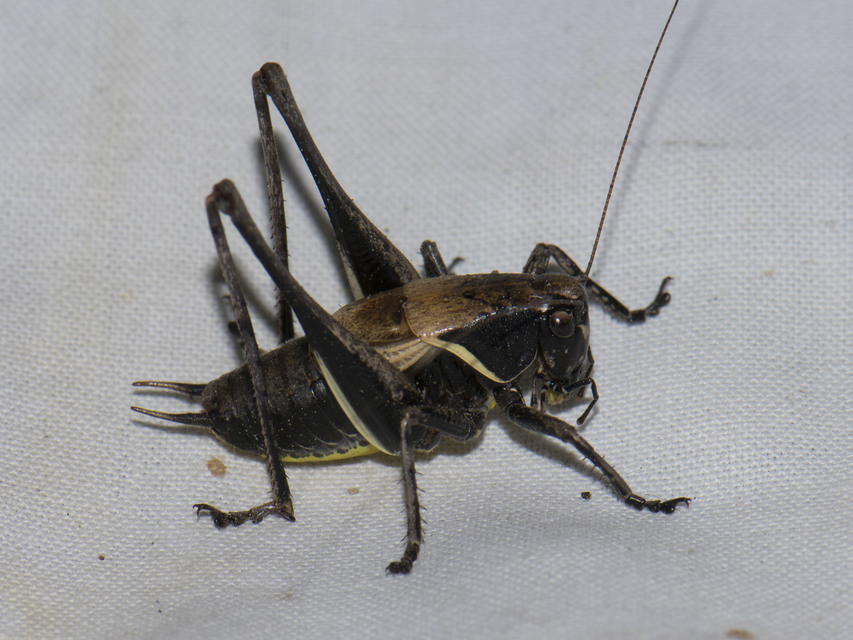 Pholidoptera aptera - nagy avarszöcske Pholidoptera aptera - nagy avarszöcske