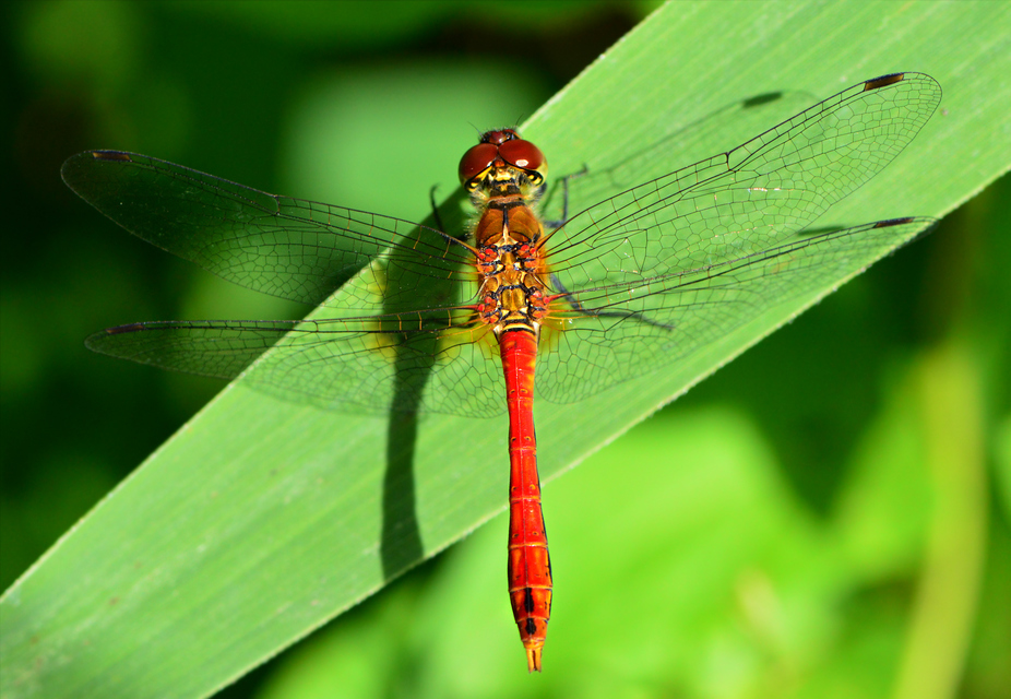 Sympetrum sanguineum - vörös katona-szitakötő