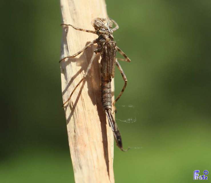 Platycnemis pennipes - széleslábú szitakötő