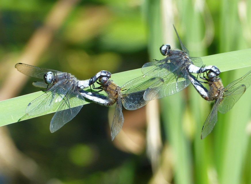Libellula fulva - kisfoltos laposacsa