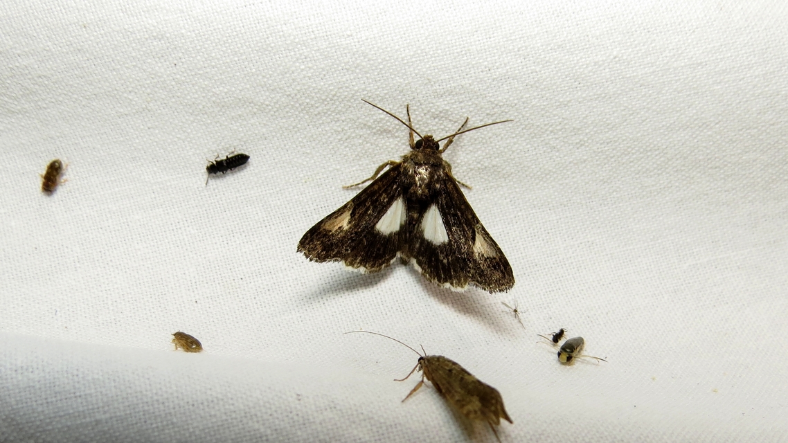 Tyta luctuosa - fekete nappalibagoly