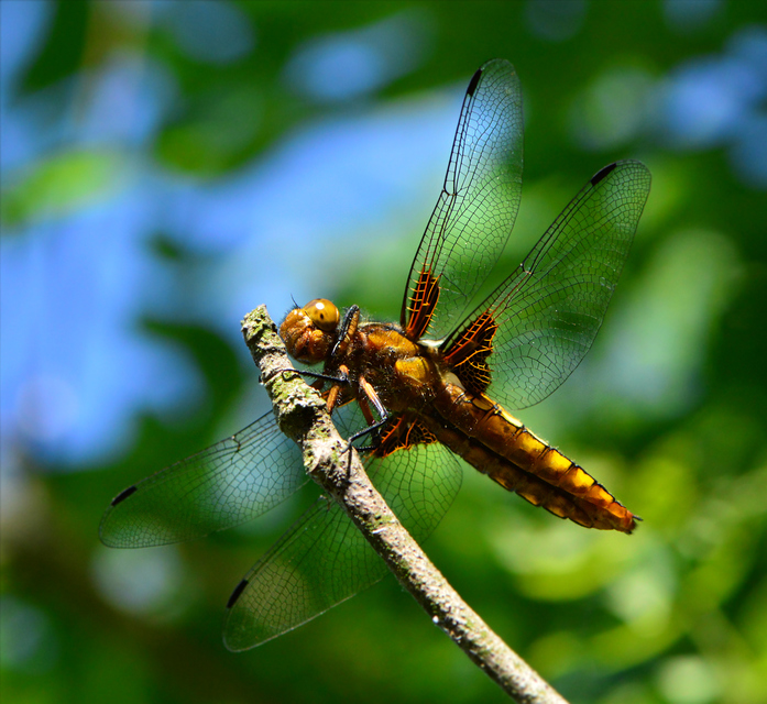 Libellula depressa - széles laposacsa