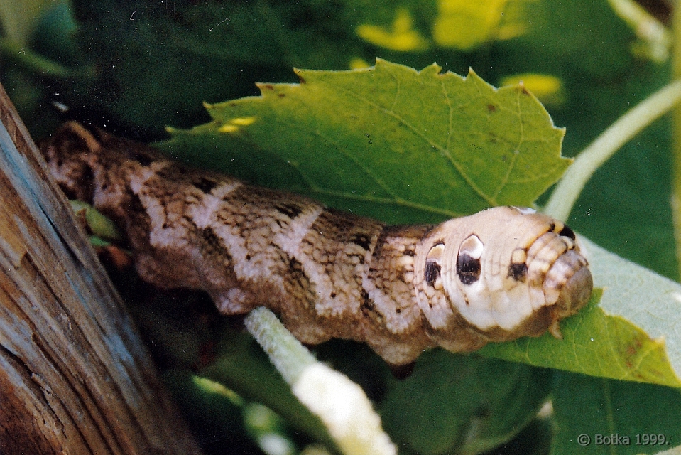 Deilephila elpenor - szőlőszender