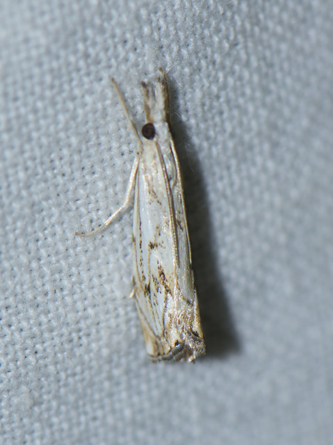 Catoptria falsella - hálós fűgyökérmoly