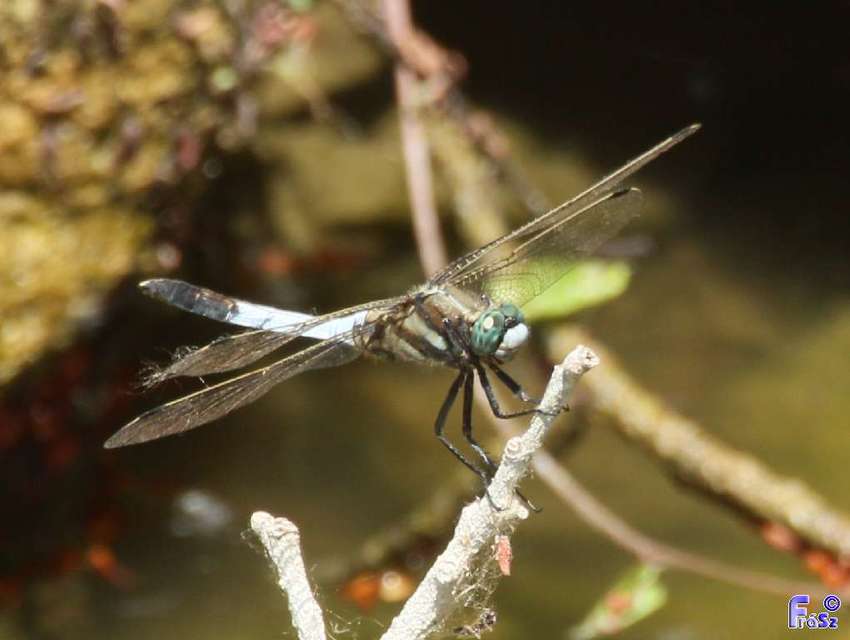 Orthetrum albistylum - fehérfarkú pásztorszitakötő