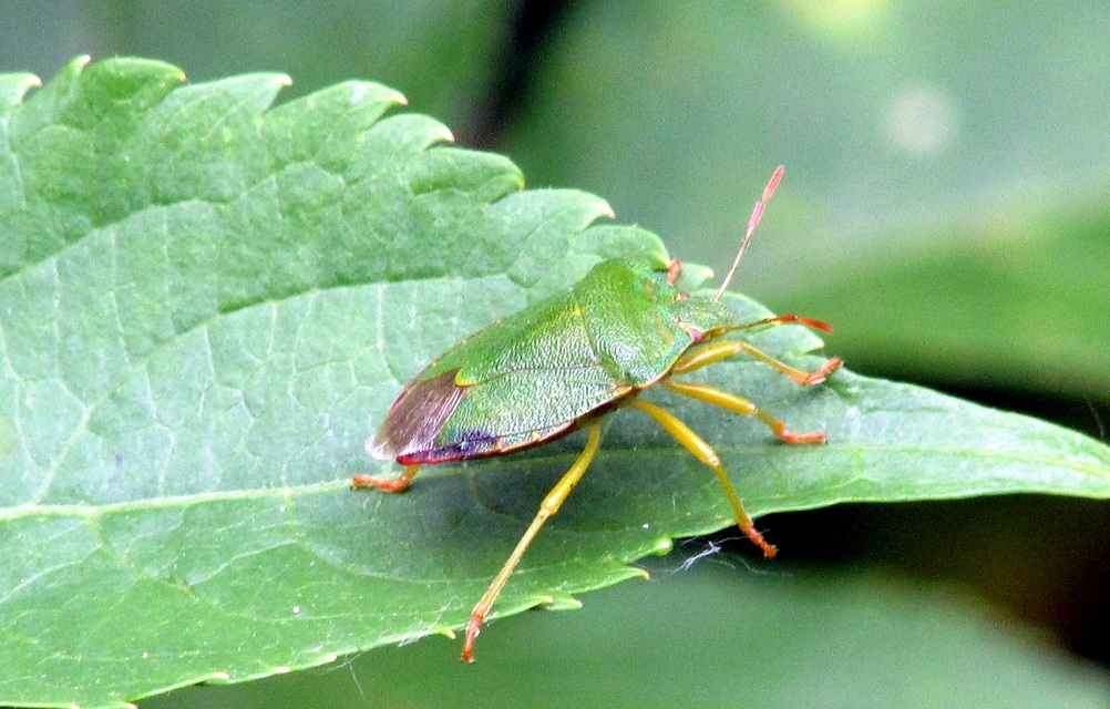 Palomena prasina - zöld bogyómászó-poloska Palomena prasina - zöld bogyómászó-poloska