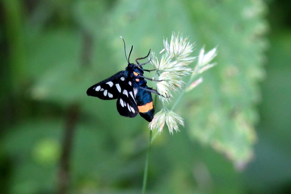 Amata phegea - fehérpettyes álcsüngőlepke