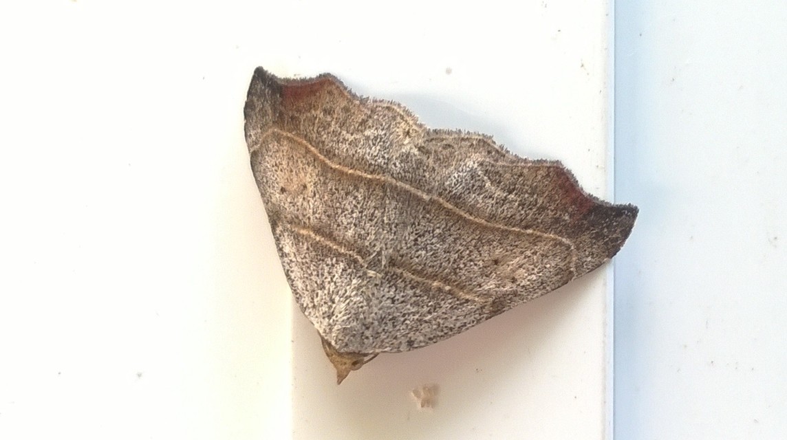 Laspeyria flexula - zuzmóbagoly