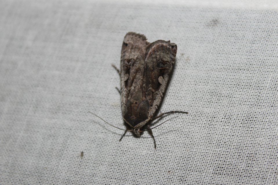 Noctua pronuba - nagy sárgafűbagoly