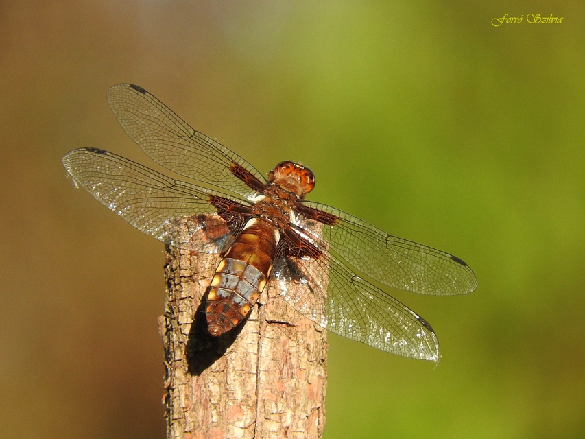 Libellula depressa - széles laposacsa