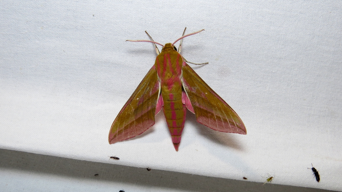 Deilephila elpenor - szőlőszender