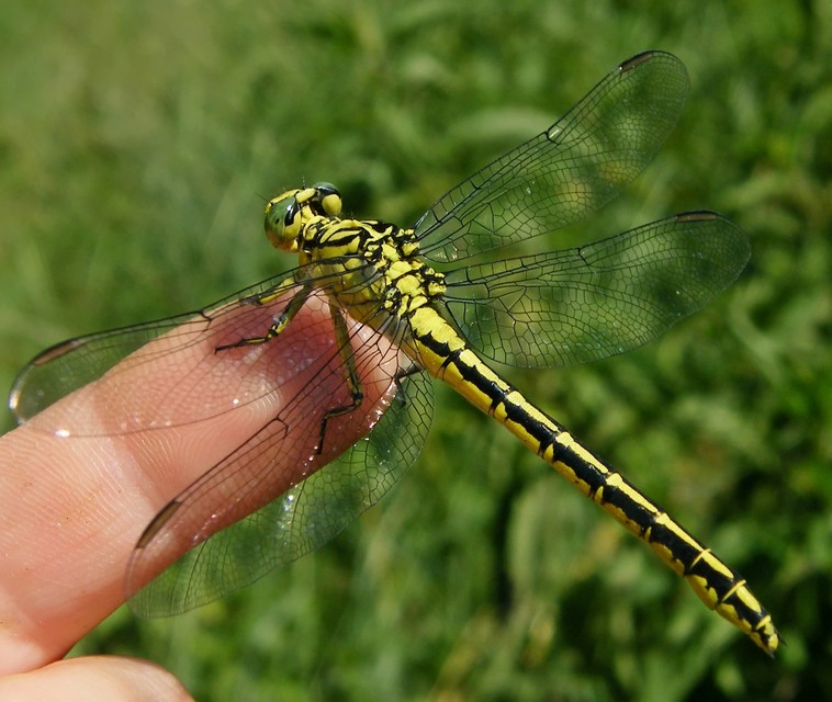 Gomphus flavipes - sárgalábú folyami-szitakötő