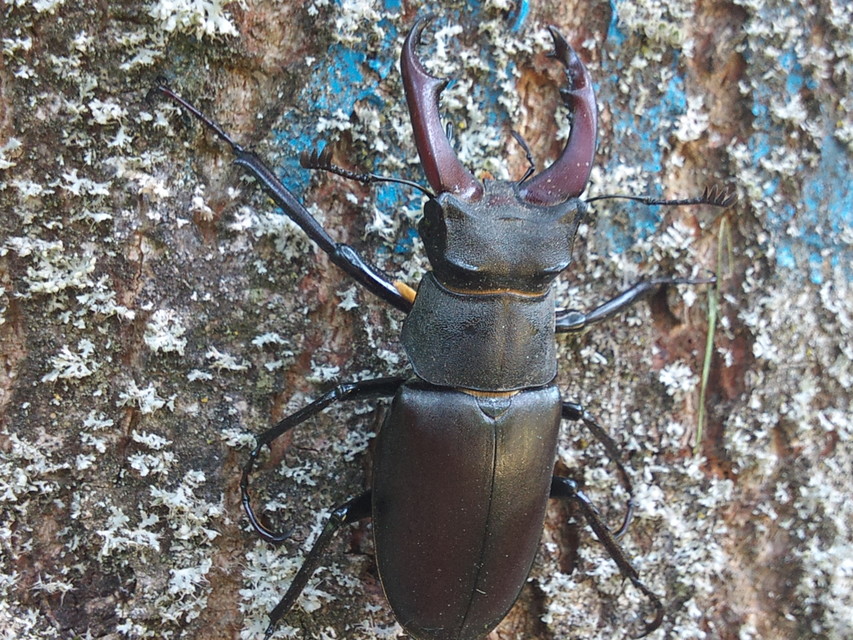 Lucanus cervus - nagy szarvasbogár