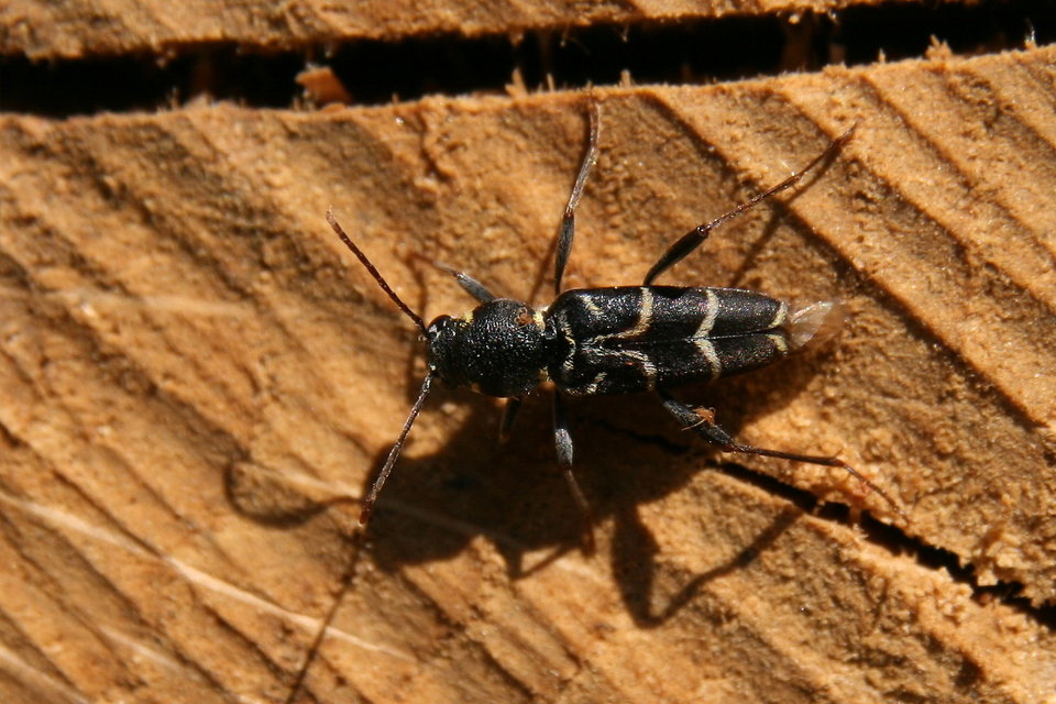 Xylotrechus antilope - fürge darázscincér