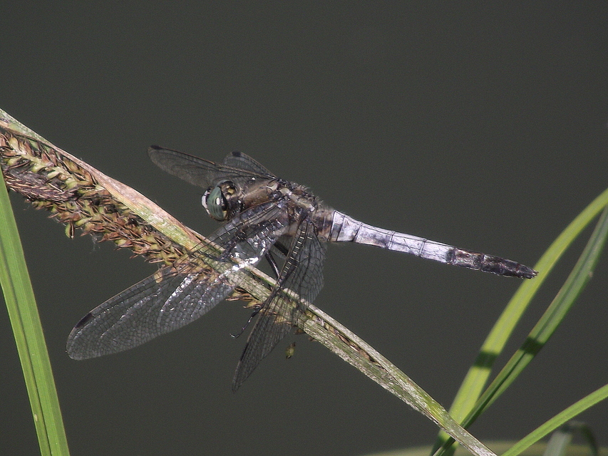 Orthetrum albistylum - fehérfarkú pásztorszitakötő