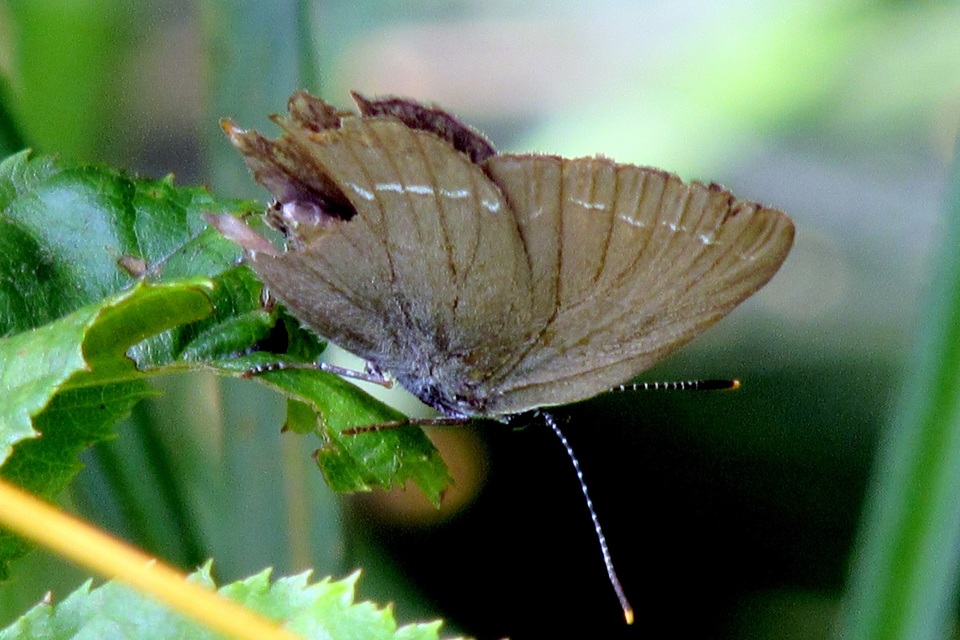 Satyrium ilicis - tölgyfa-csücsköslepke