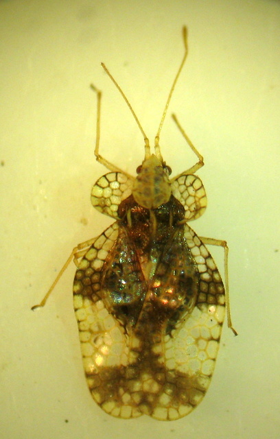 Stephanitis pyri - körte-csipkéspoloska